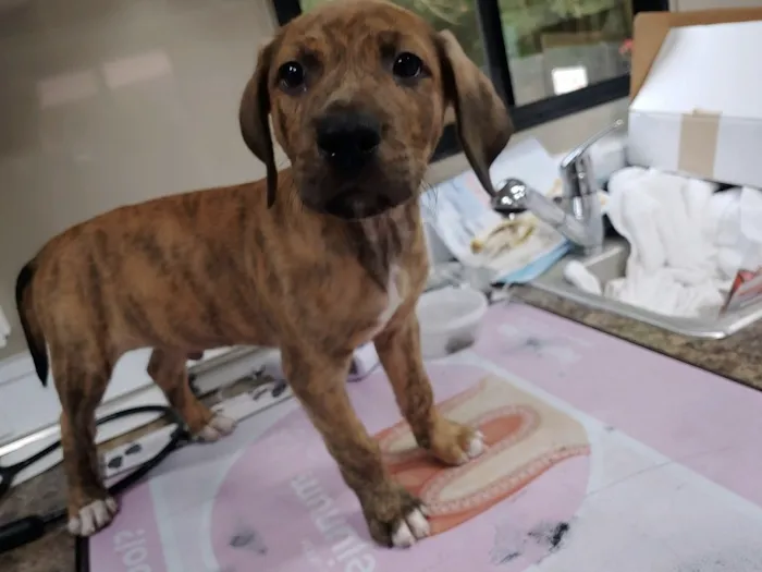 Prefurred Veterinary Picture 1