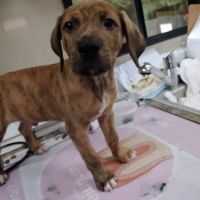 Prefurred Veterinary ico