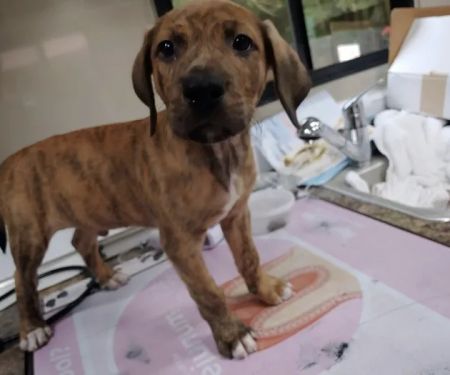 Prefurred Veterinary