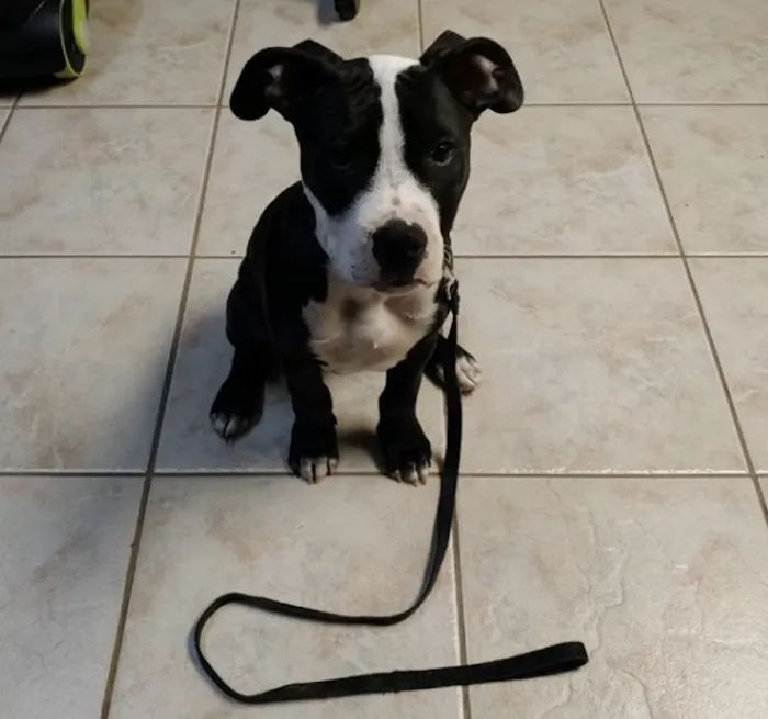 Prefurred Veterinary Picture 7