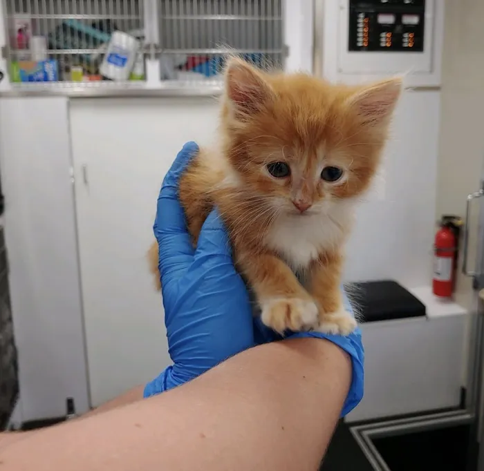 Prefurred Veterinary Picture 6