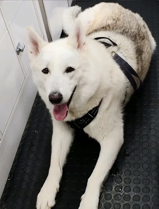 Prefurred Veterinary Picture 5