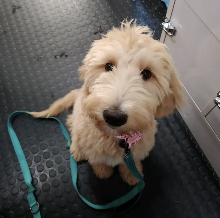 Prefurred Veterinary Picture 8