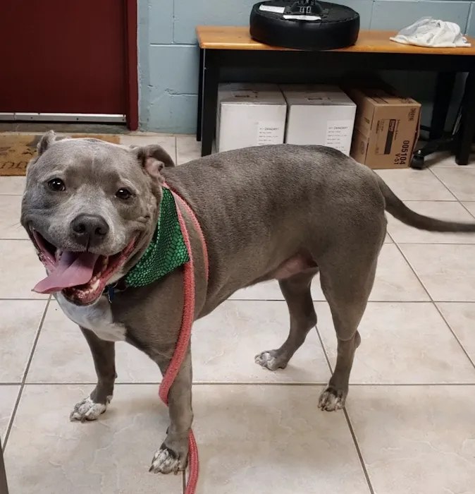 Prefurred Veterinary Picture 9