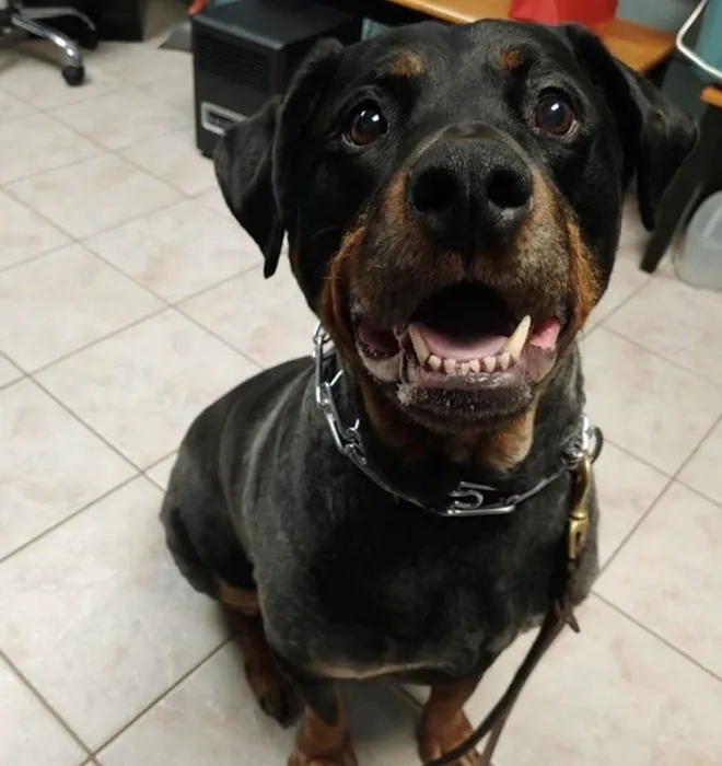 Prefurred Veterinary Picture 10