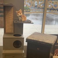 Unleashed, The Dog & Cat Store Crescent Commons ico