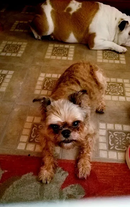 Mosaic Animal Health Center Fair Haven Picture 1