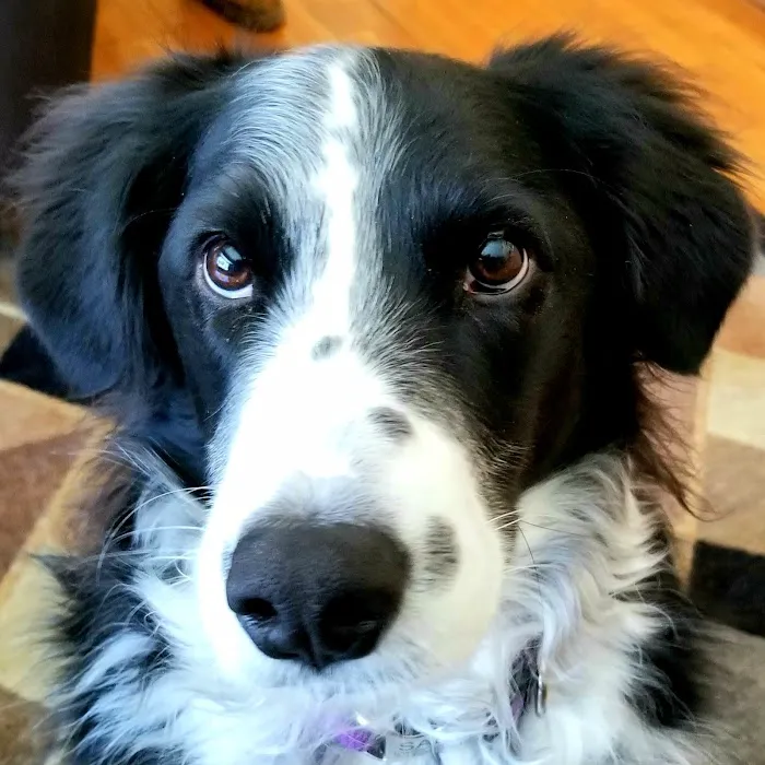 Mosaic Animal Health Center Fair Haven Picture 2