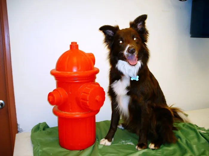 Freehold Animal Hospital Picture 2