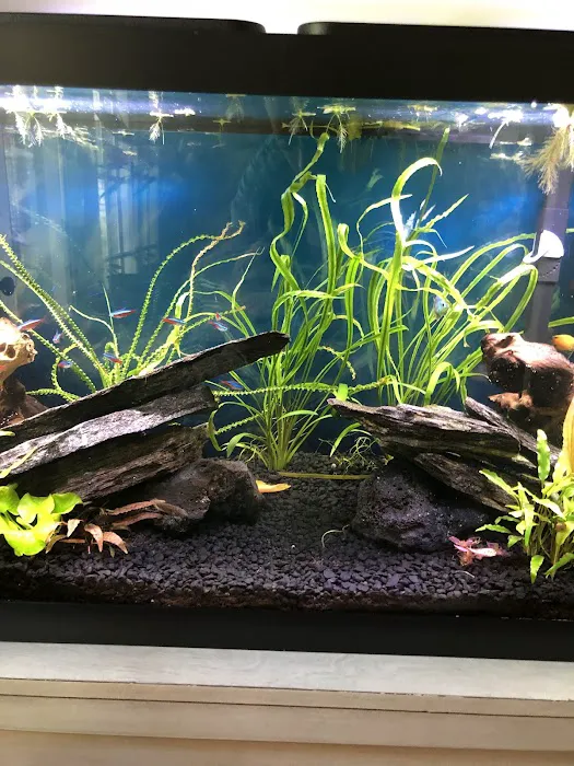 Aquascapes Aquarium Maintenance Picture 1
