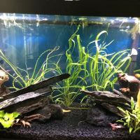 Aquascapes Aquarium Maintenance ico