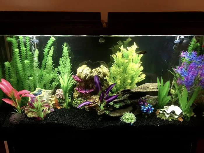 Aquascapes Aquarium Maintenance Picture 2