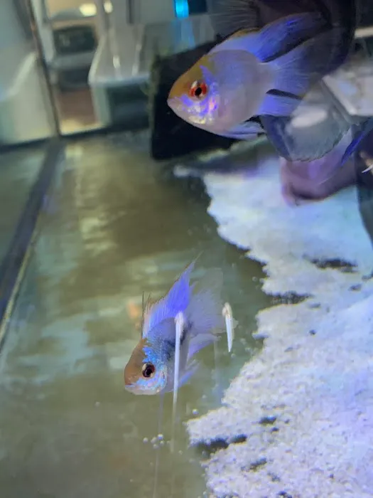 Pet Travel Online Picture 2