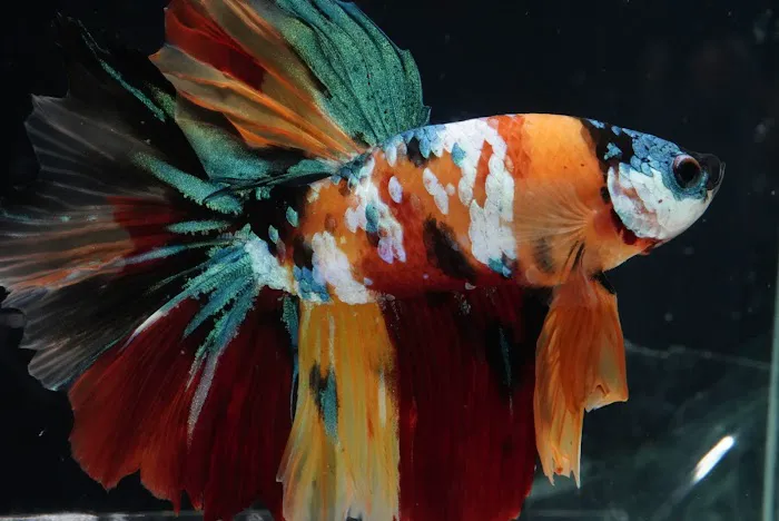 Pet Travel Online Picture 8