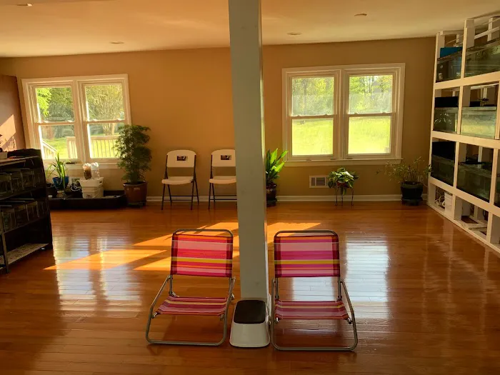 Pet Travel Online Picture 3