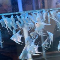 Pet Travel Online ico