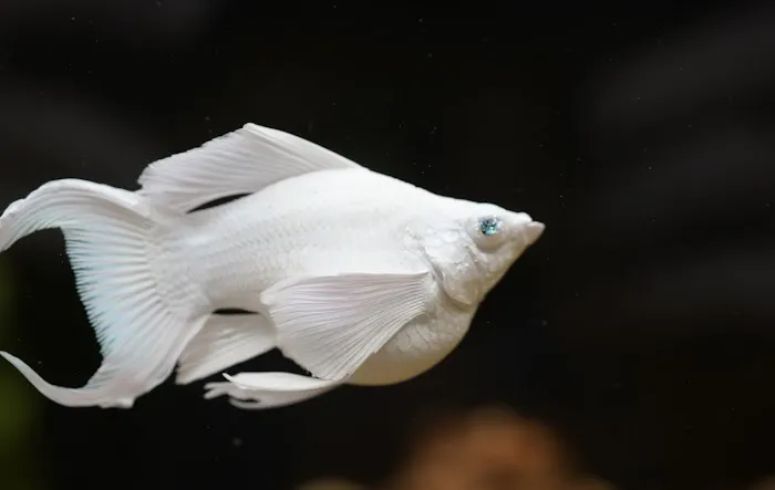 Pet Travel Online Picture 5