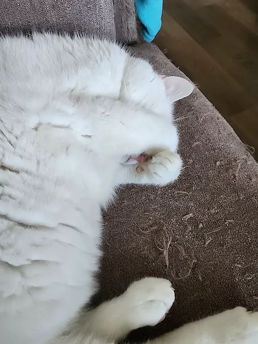 Vetmetis Veterinary Urgent Care and Wellness Picture 1