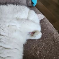 Vetmetis Veterinary Urgent Care and Wellness ico