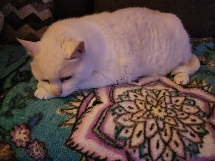 Vetmetis Veterinary Urgent Care and Wellness Picture 3