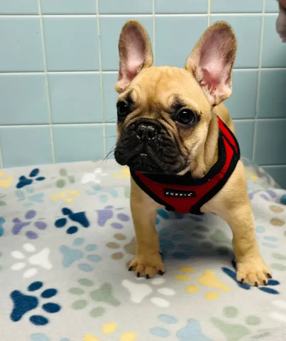 Cranbury Animal Hospital Picture 1