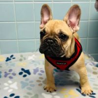 Cranbury Animal Hospital ico