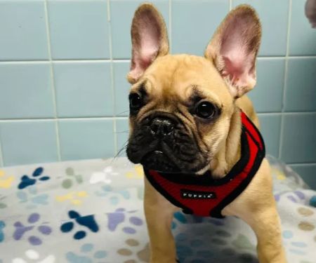 Cranbury Animal Hospital
