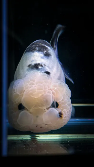Tsugi Goldfish Picture 8