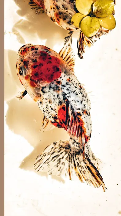 Tsugi Goldfish Picture 5