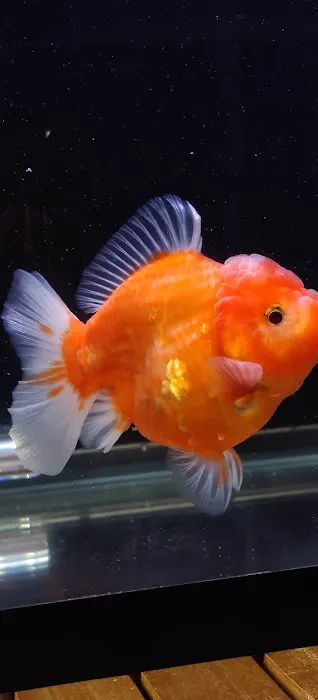 Tsugi Goldfish Picture 7