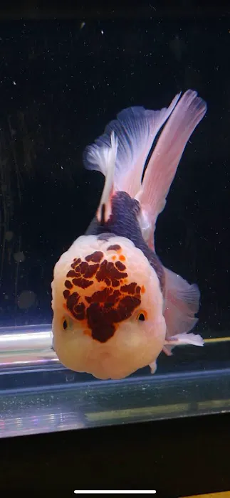 Tsugi Goldfish Picture 1