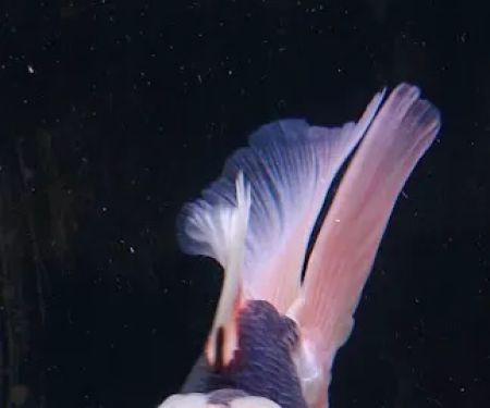 Tsugi Goldfish