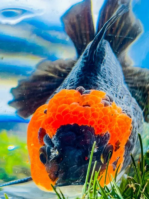 Tsugi Goldfish Picture 2
