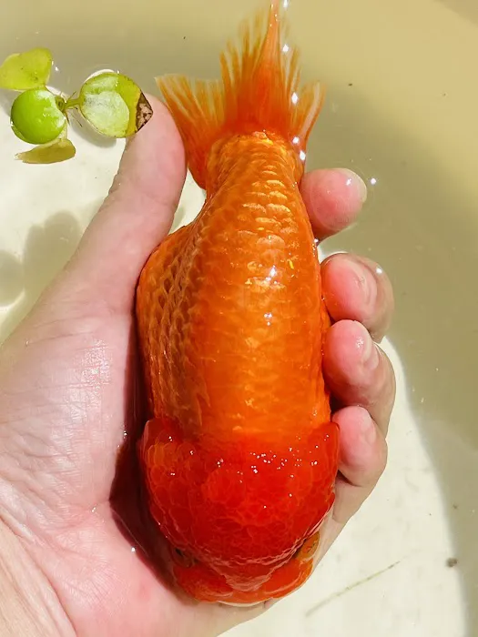 Tsugi Goldfish Picture 9