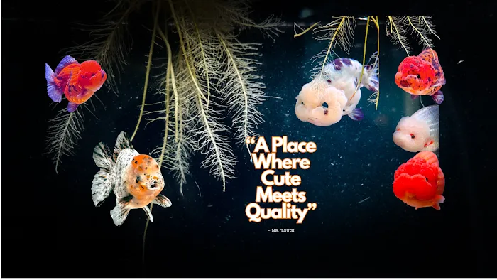 Tsugi Goldfish Picture 10