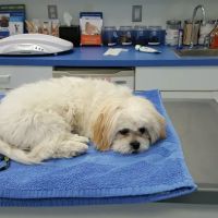 Twin Rivers Animal Hospital ico