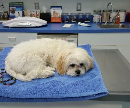 Twin Rivers Animal Hospital
