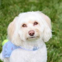 East Windsor Animal Hospital ico