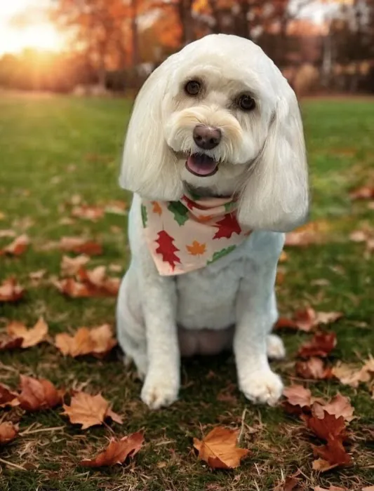 East Windsor Animal Hospital Picture 2