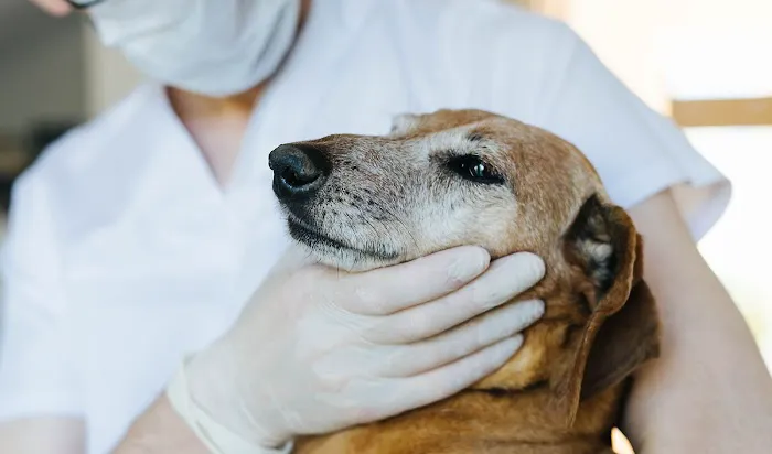 Raritan Valley Veterinary Hospital Picture 10