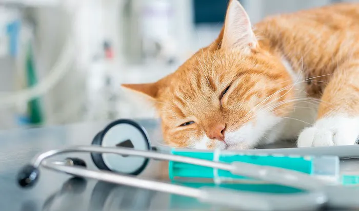 Raritan Valley Veterinary Hospital Picture 8