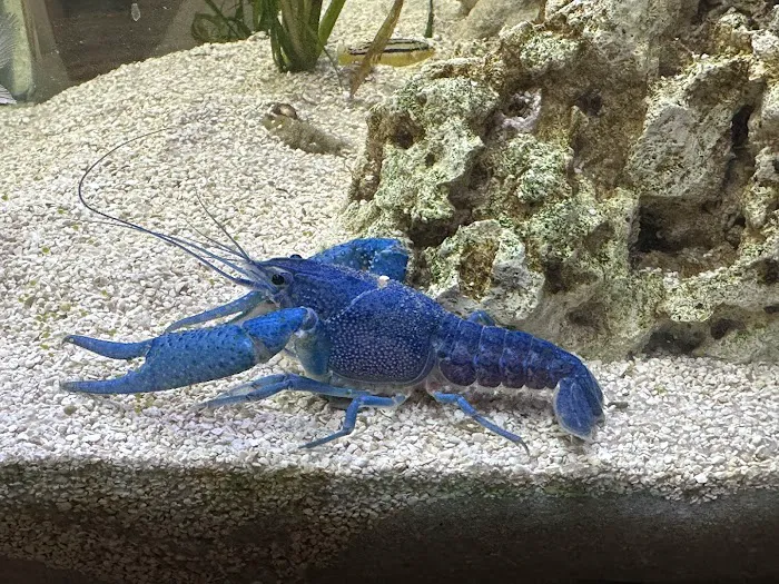 Angelo's Tropical Fish World Picture 8