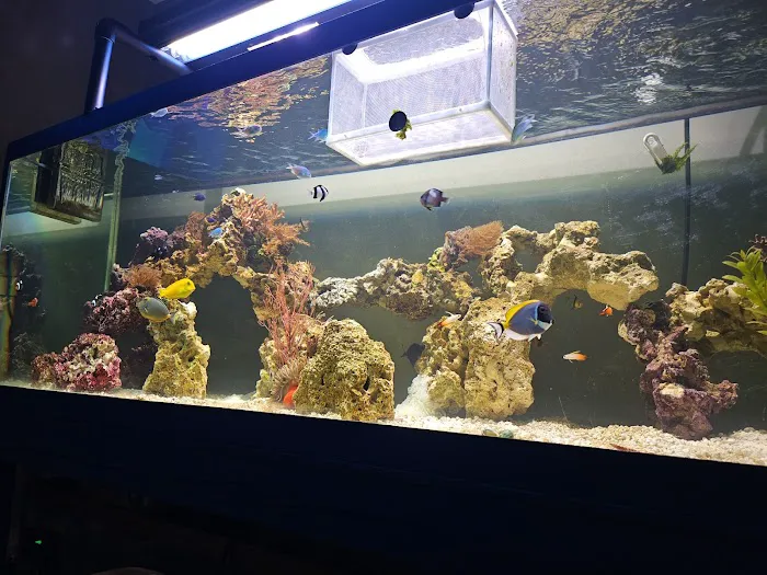 Angelo's Tropical Fish World Picture 5