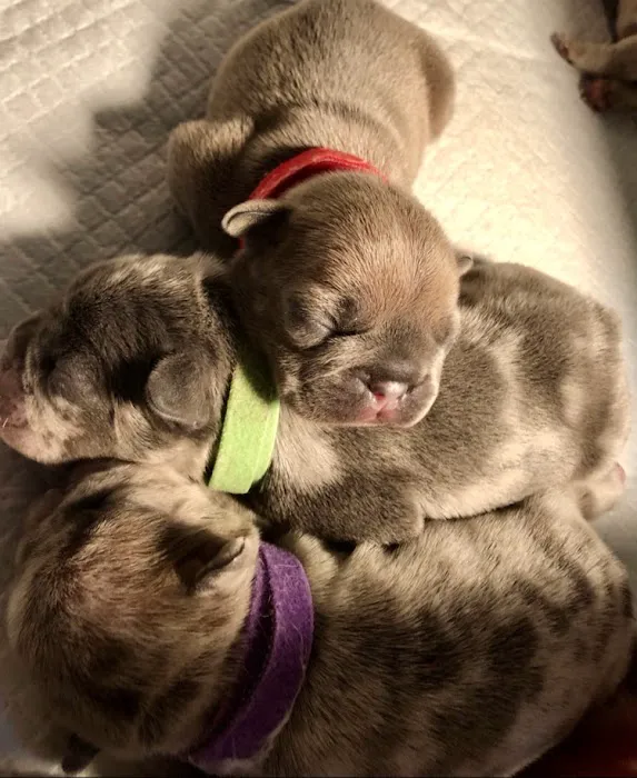 All Pets Vet Hospital Picture 2