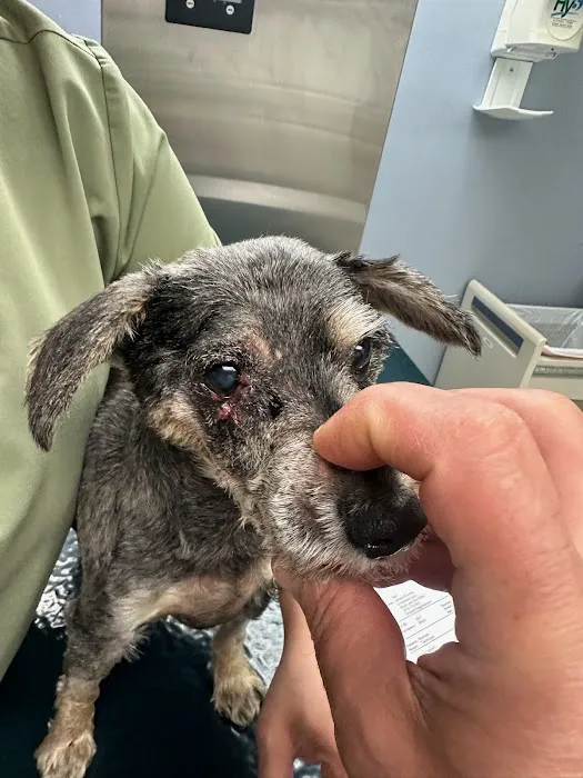 All Pets Vet Hospital Picture 3