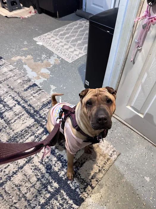 All Pets Vet Hospital Picture 5