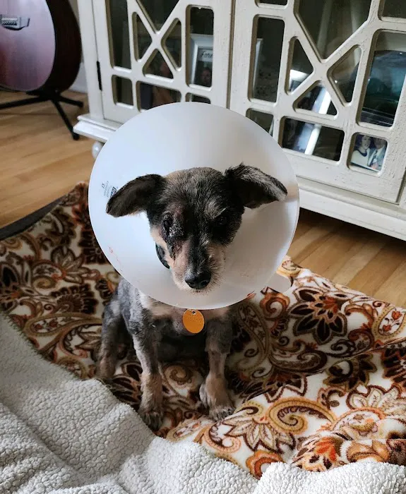 All Pets Vet Hospital Picture 4