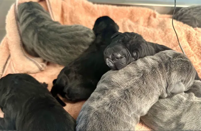 All Pets Vet Hospital Picture 10