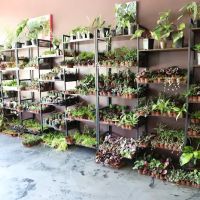 Cold Blooded & Bizarre ico