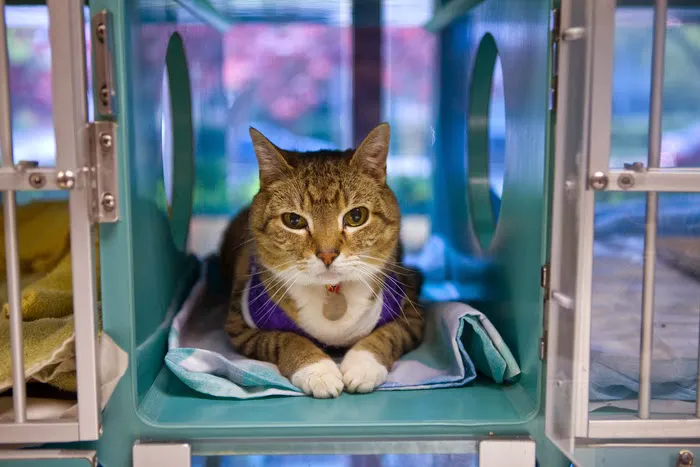 Red Bank Veterinary Hospital (RBVH) - Hillsborough Picture 1